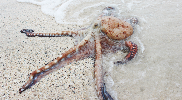 Offense-A Spiritual Octopus