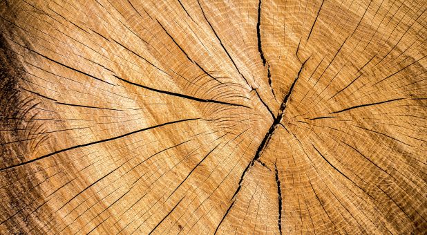 A Pruning of the Prophetic Has Begun