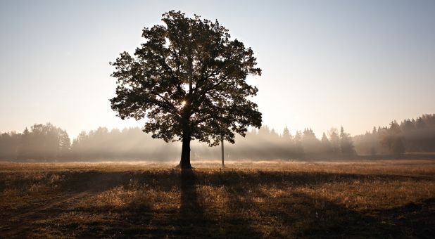 Feeling Bent And Broken, You Will Flourish!