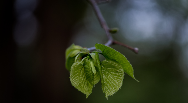 The Vision of the Almond Tree