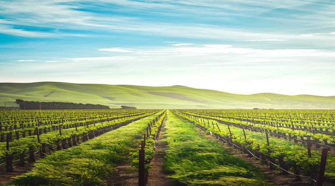 5779: Stewarding a Steady Flow of the New Wine