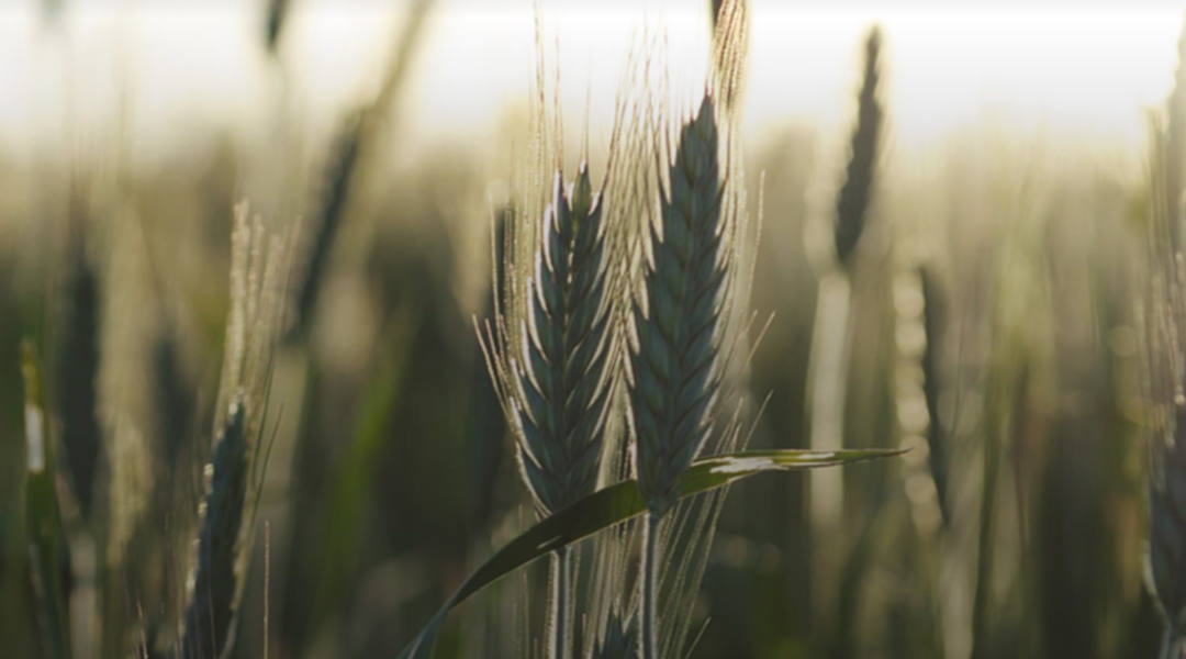 Prophetic Wheat and Tares