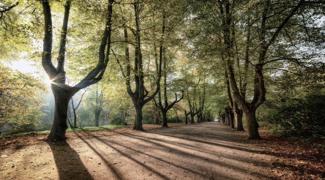 Prophecy: Shaking the Tree of Leadership