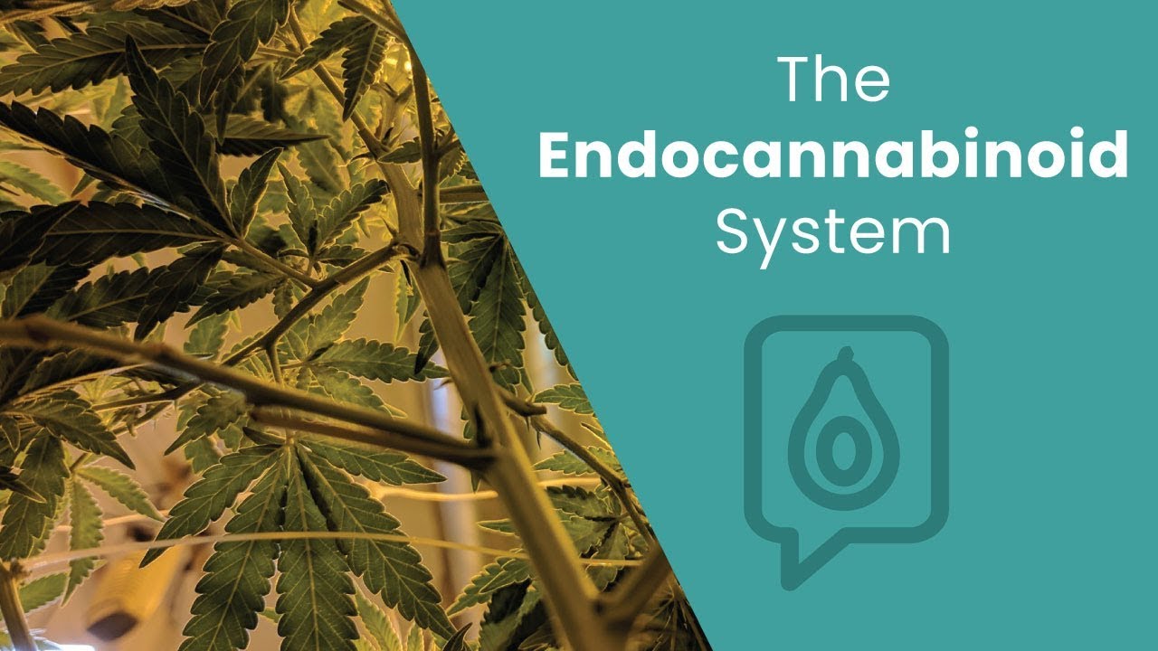What’s the Endocannabinoid System? | Dr. Josh Axe