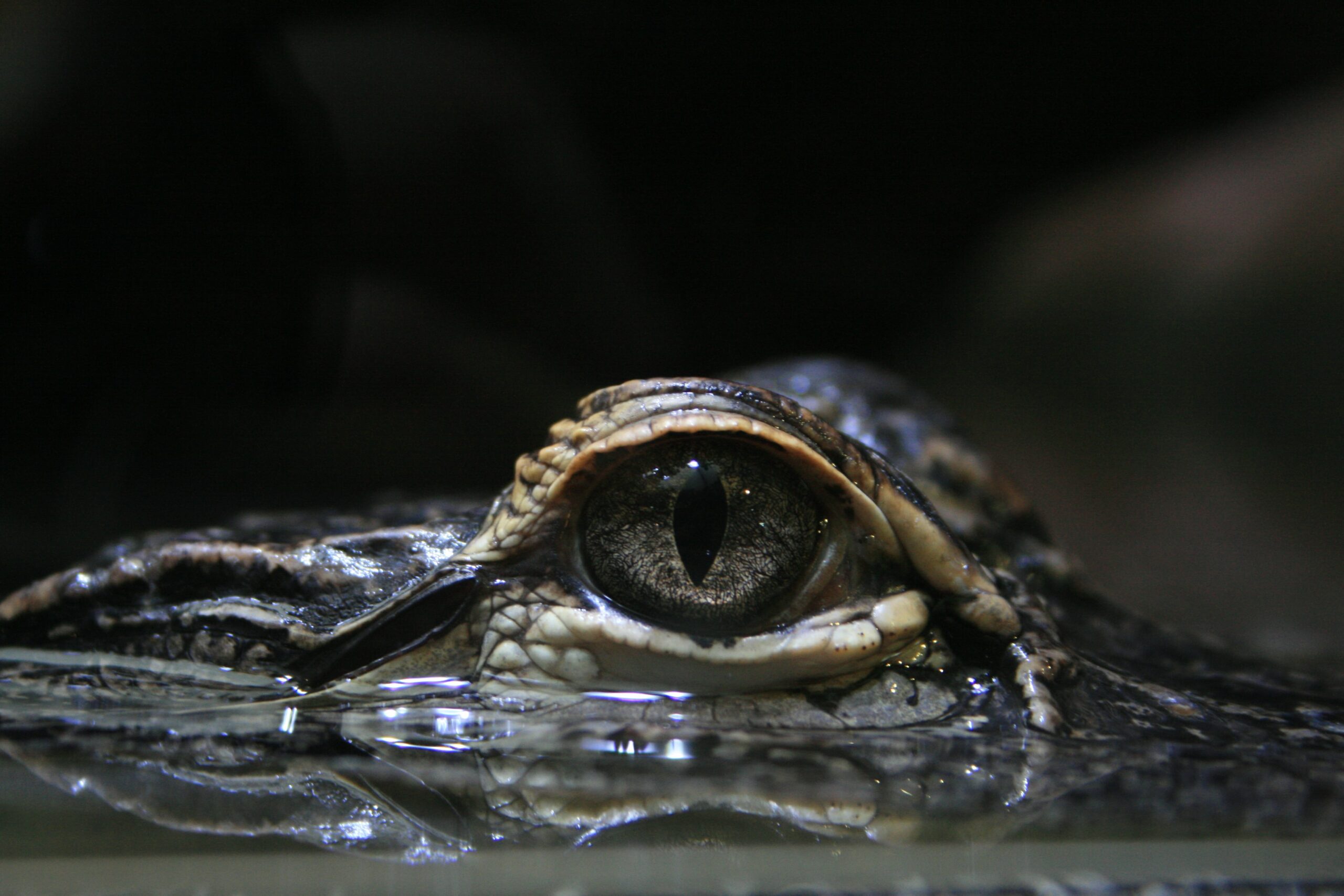 Prophecy: A Season of Leviathan’s Rage