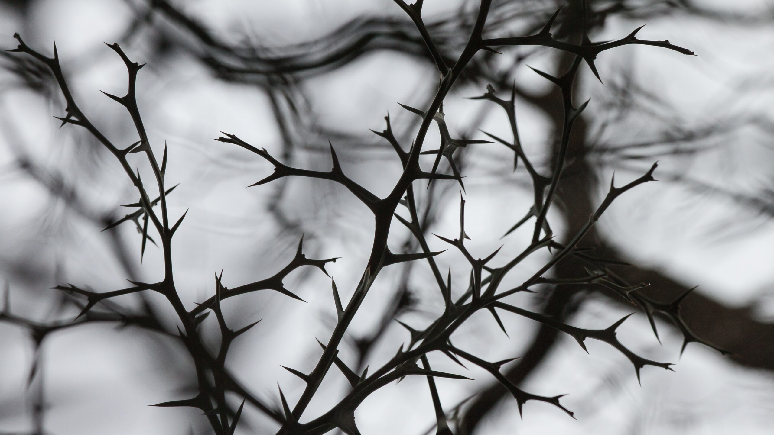 When There’s a Thorn in Your Side (Prophetic Prayer & Prophecy)