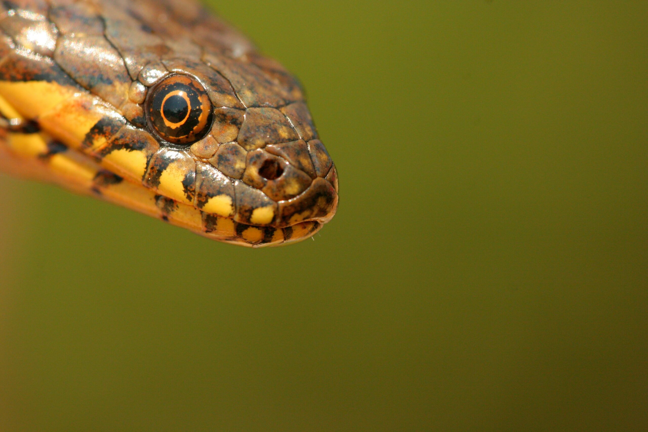Cutting the Head Off the Snake! | This Will Make You Laugh!
