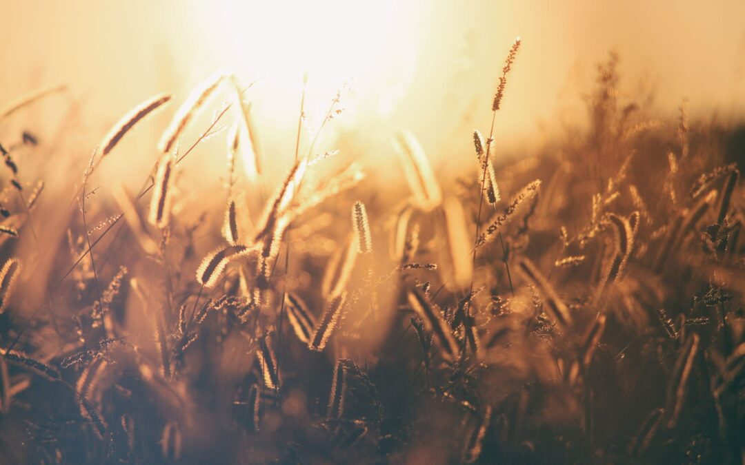 Prophetic Prayer: Tapping into a Continual Harvest