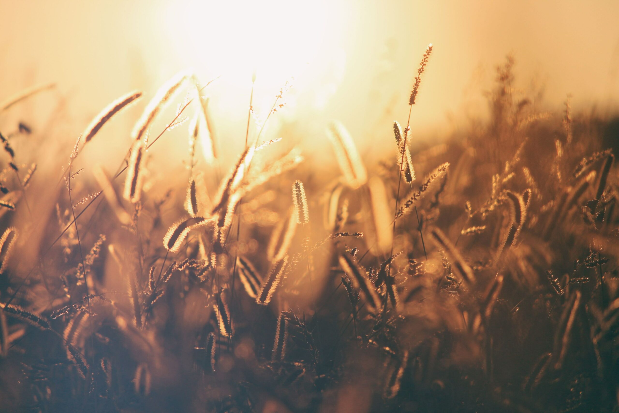 Prophetic Prayer: Tapping into a Continual Harvest