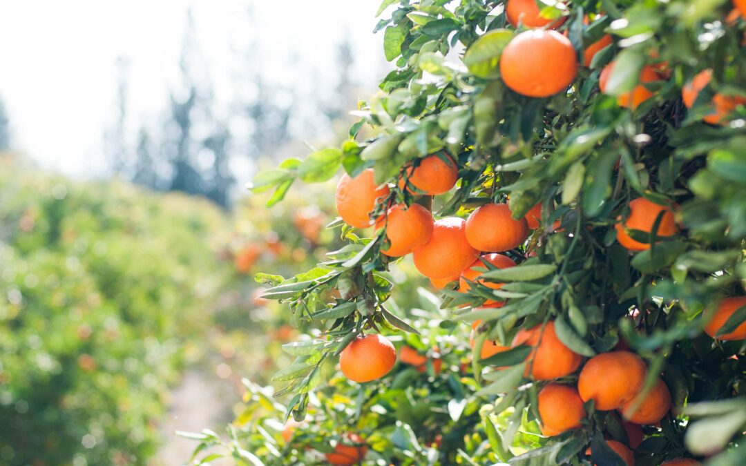 Prophetic Prayer: What Tree Are You Eating From?