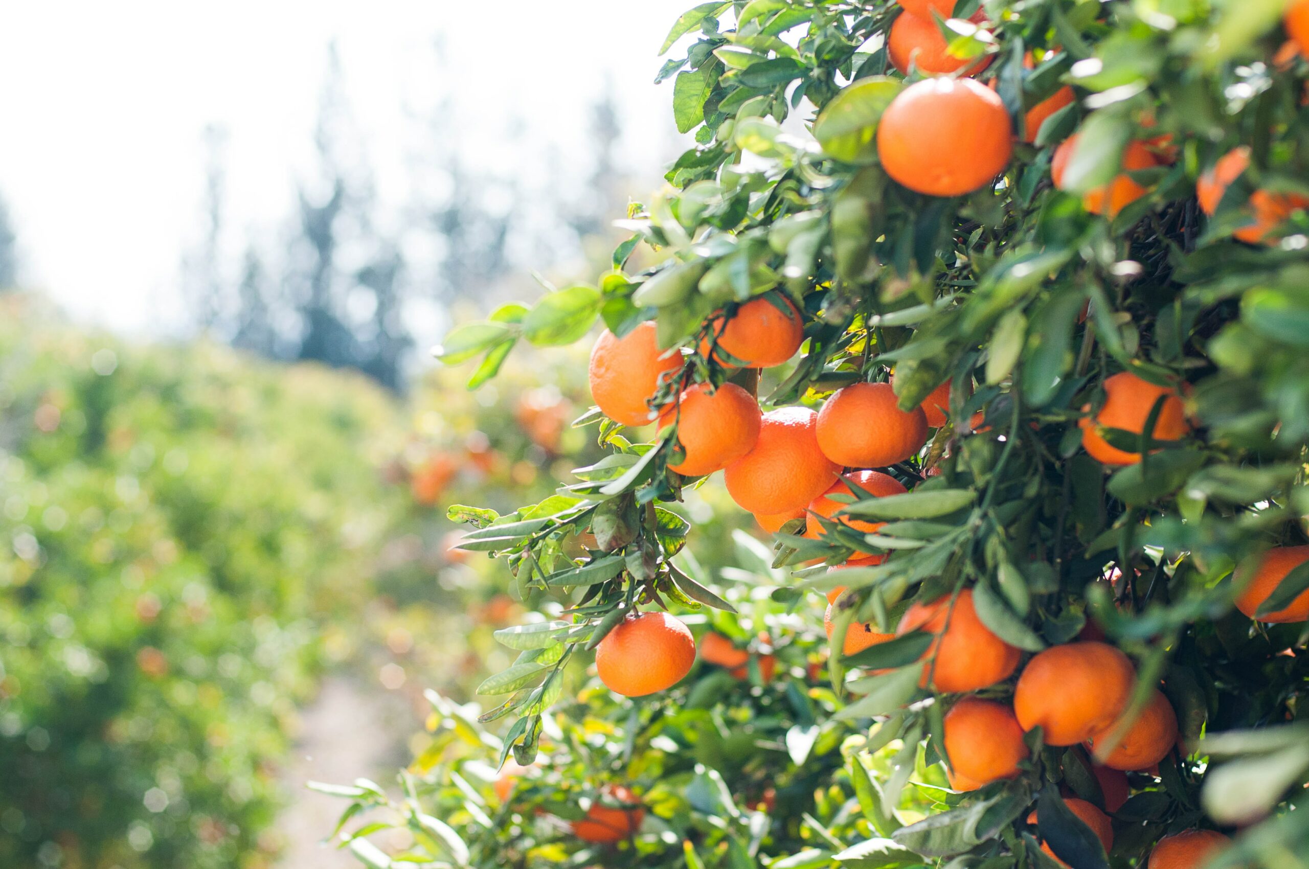 Prophetic Prayer: What Tree Are You Eating From?