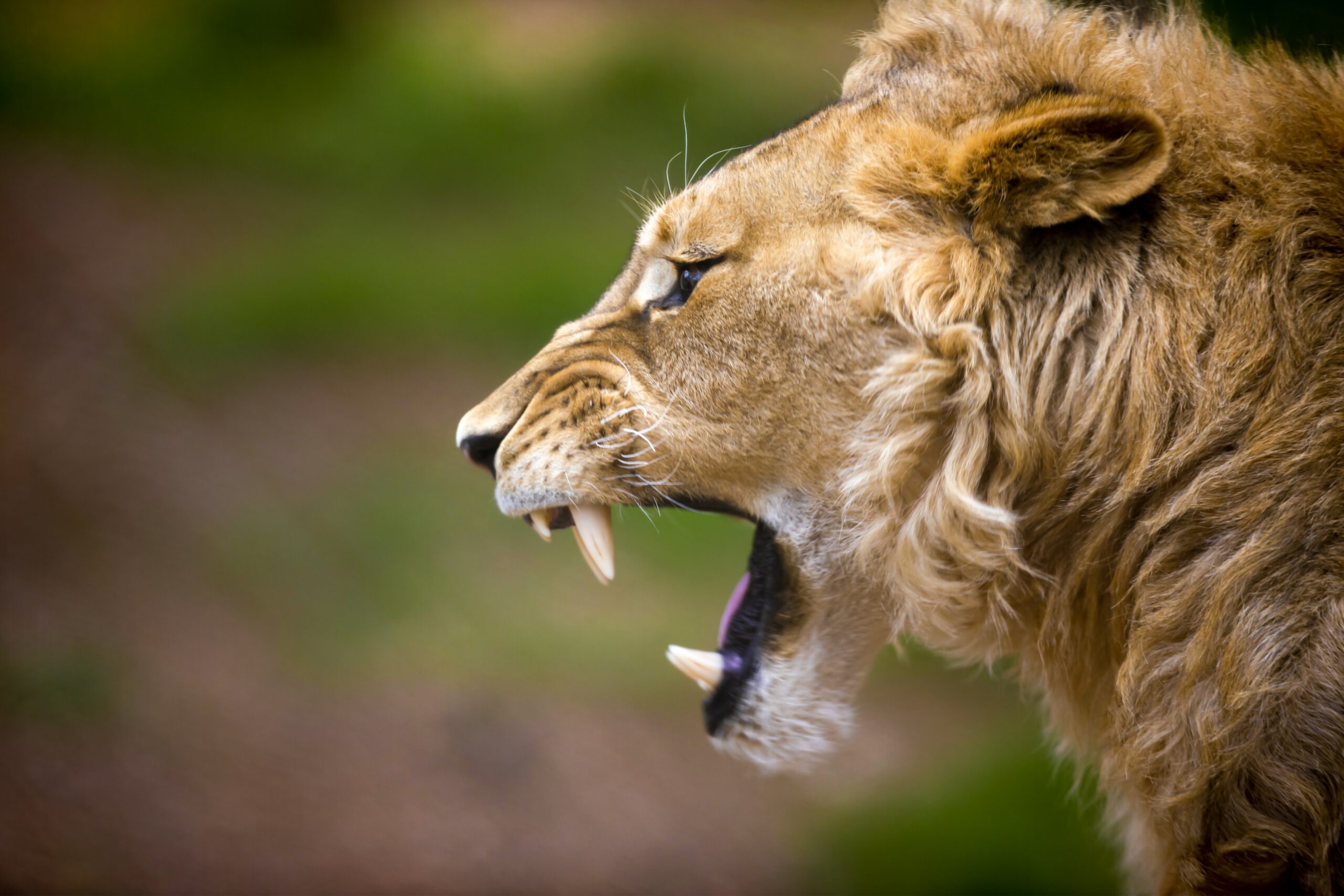 Prophetic Prayer: Shutting the Mouth of the Lion
