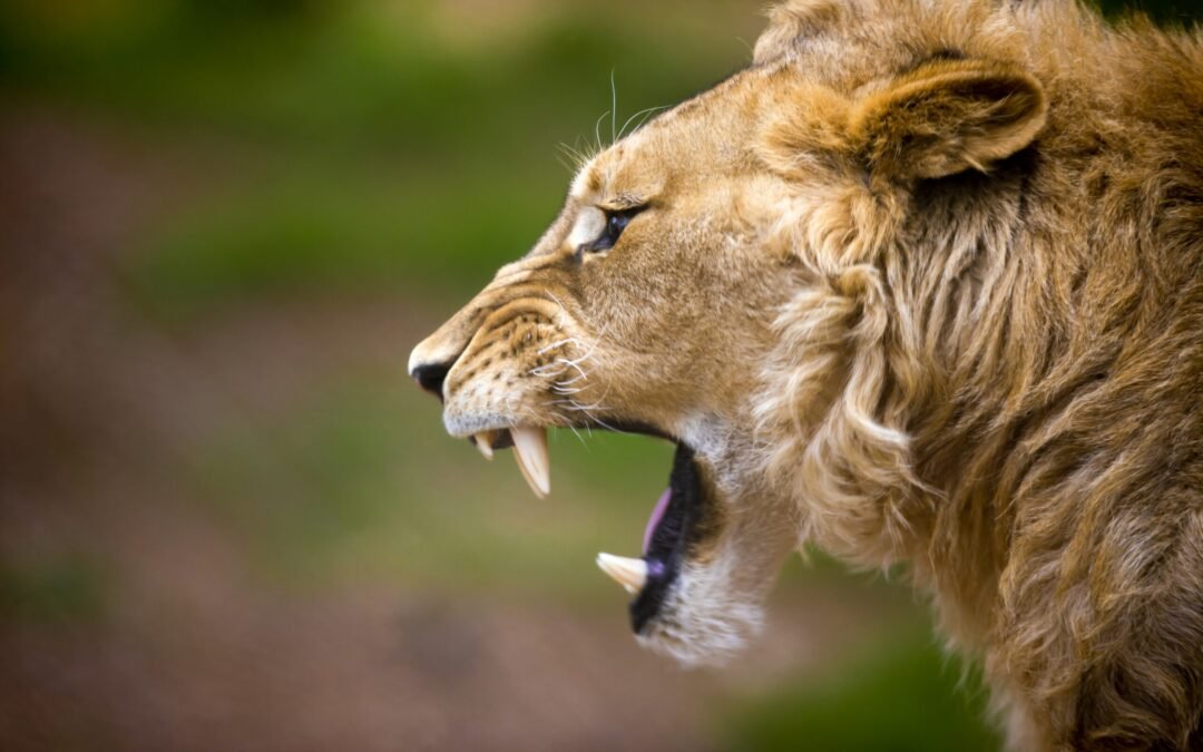 How to Stop the Roaring Lion Dead in His Tracks