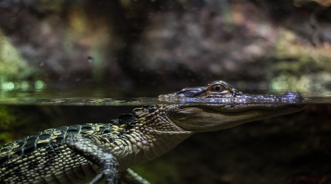 Leviathan Spirit: Twists Truth, Ruins Relationships, Attacks Finances & More
