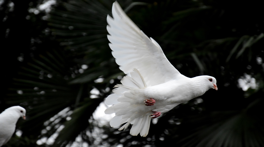 What We Can Learn About the Holy Spirit from His Many Names in Scripture