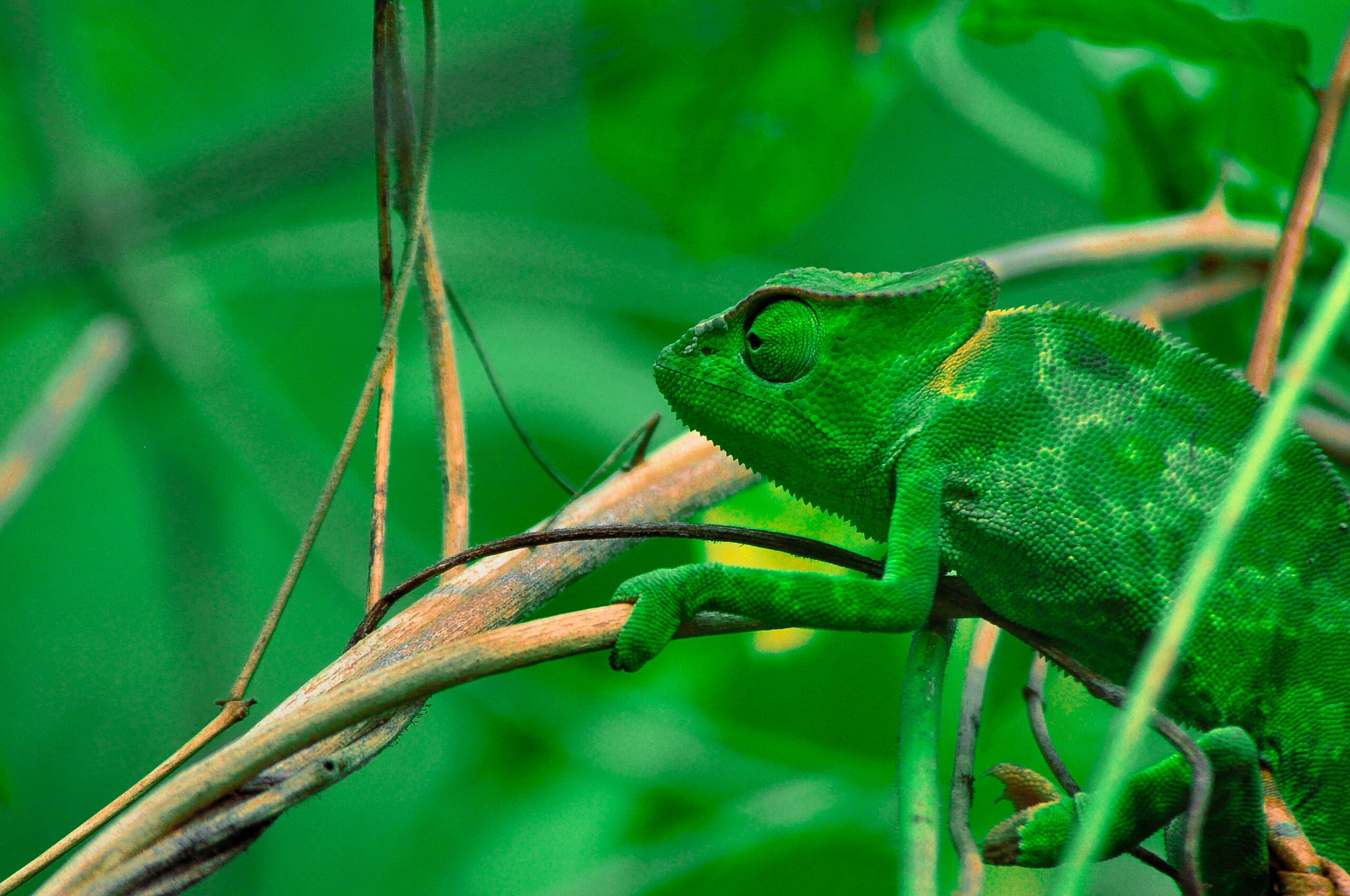 Exposing Bloodsucking Chameleon ‘Christian’ Vampires