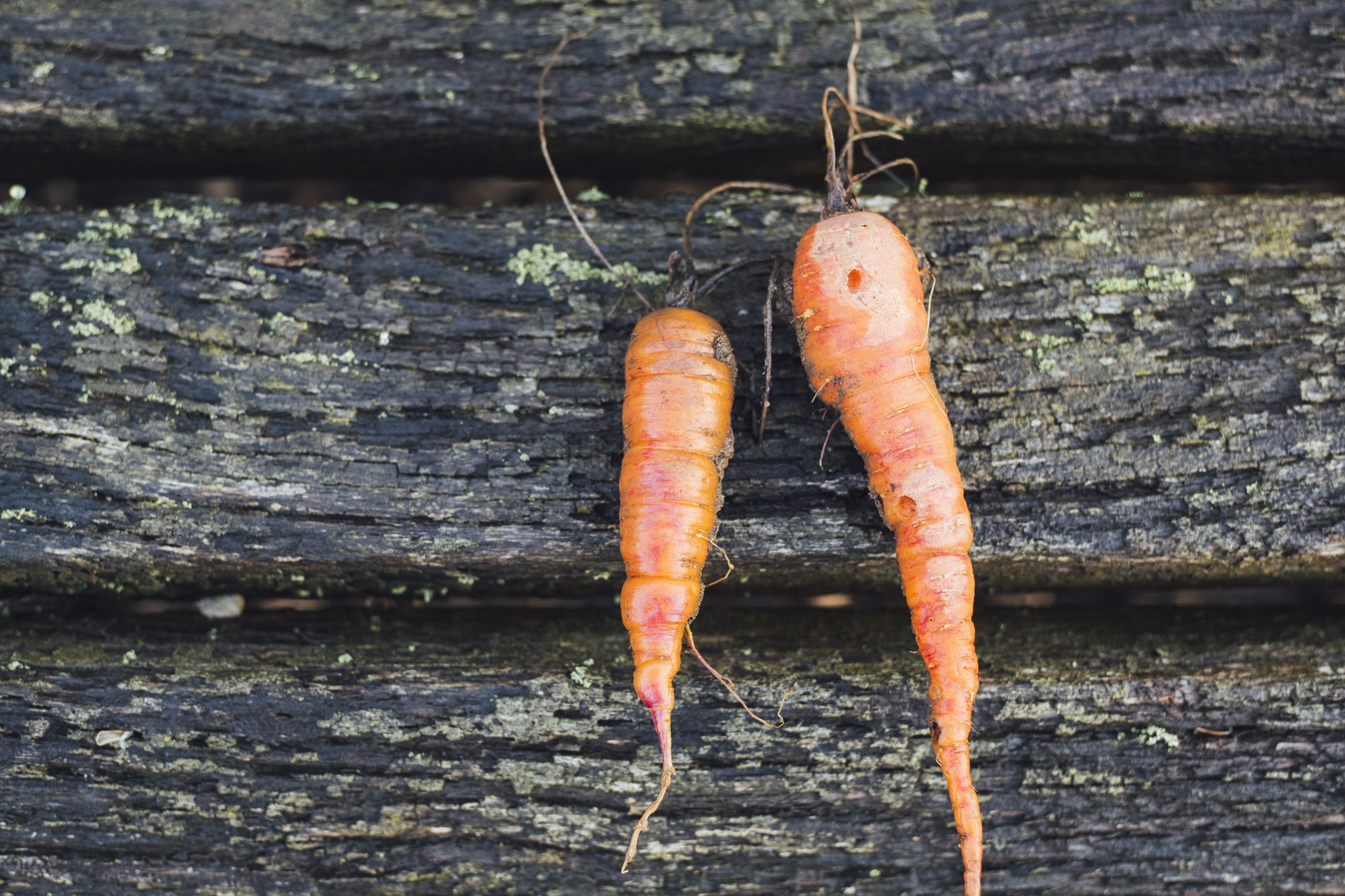Prophetic Warning: The Food Supply Is Enemy’s Next Target