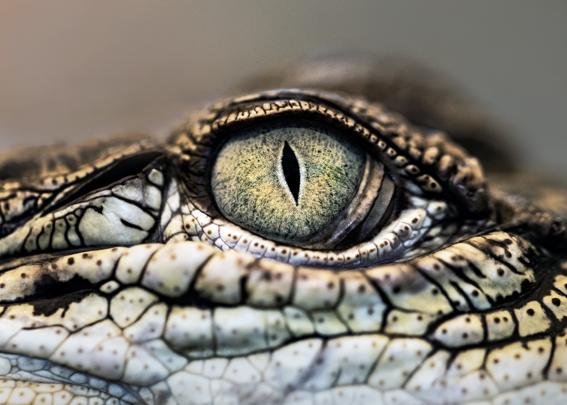 A Heaven-Breathed Prophetic Strategy for Battling Leviathan