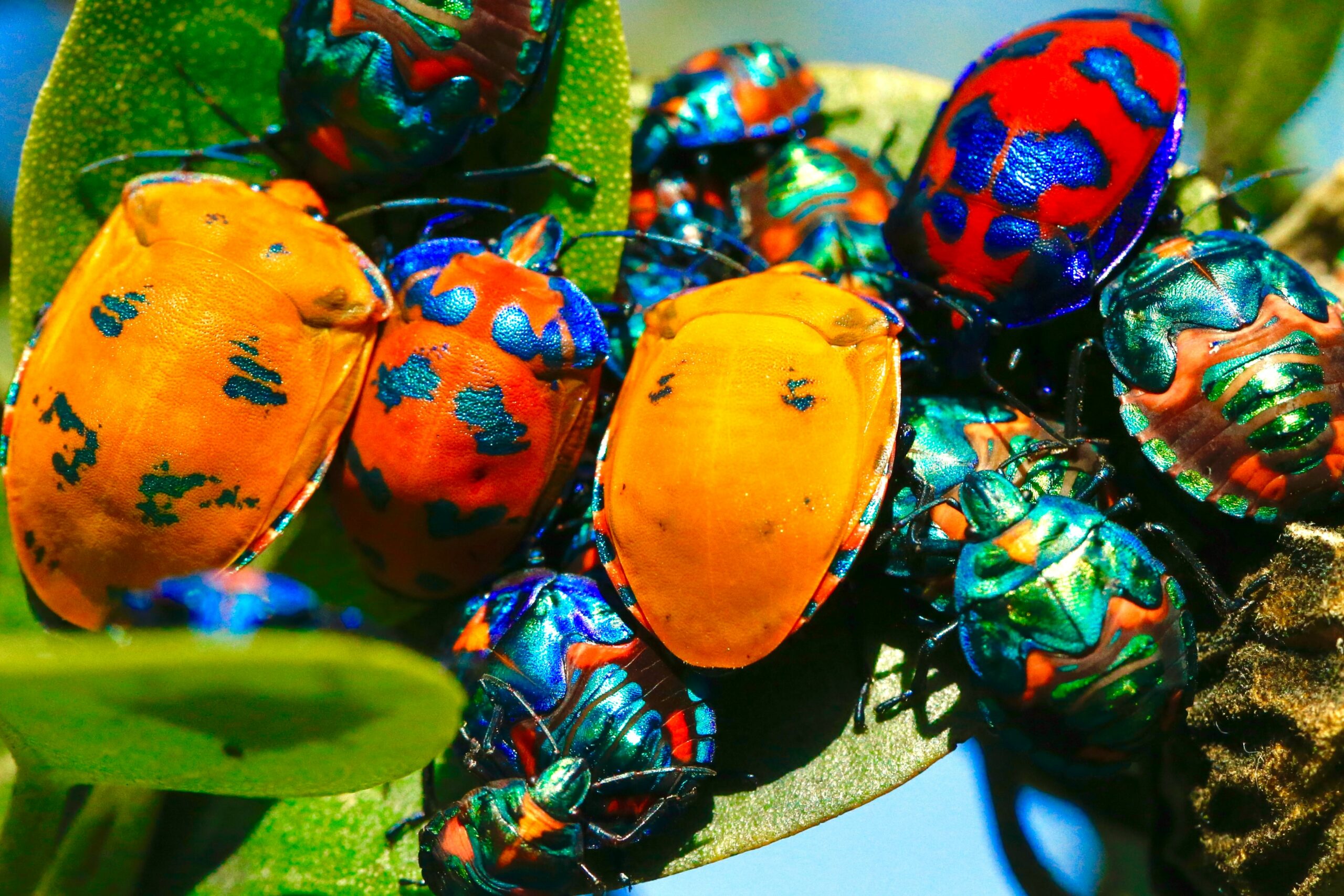 Will Food Shortages Drive us to Eat Bugs?