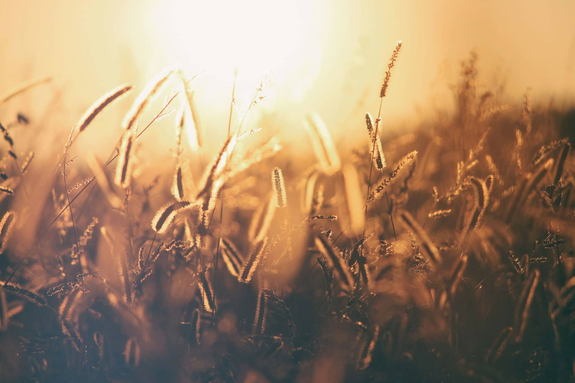 Why We Must Pray for the End-Time Harvest Now